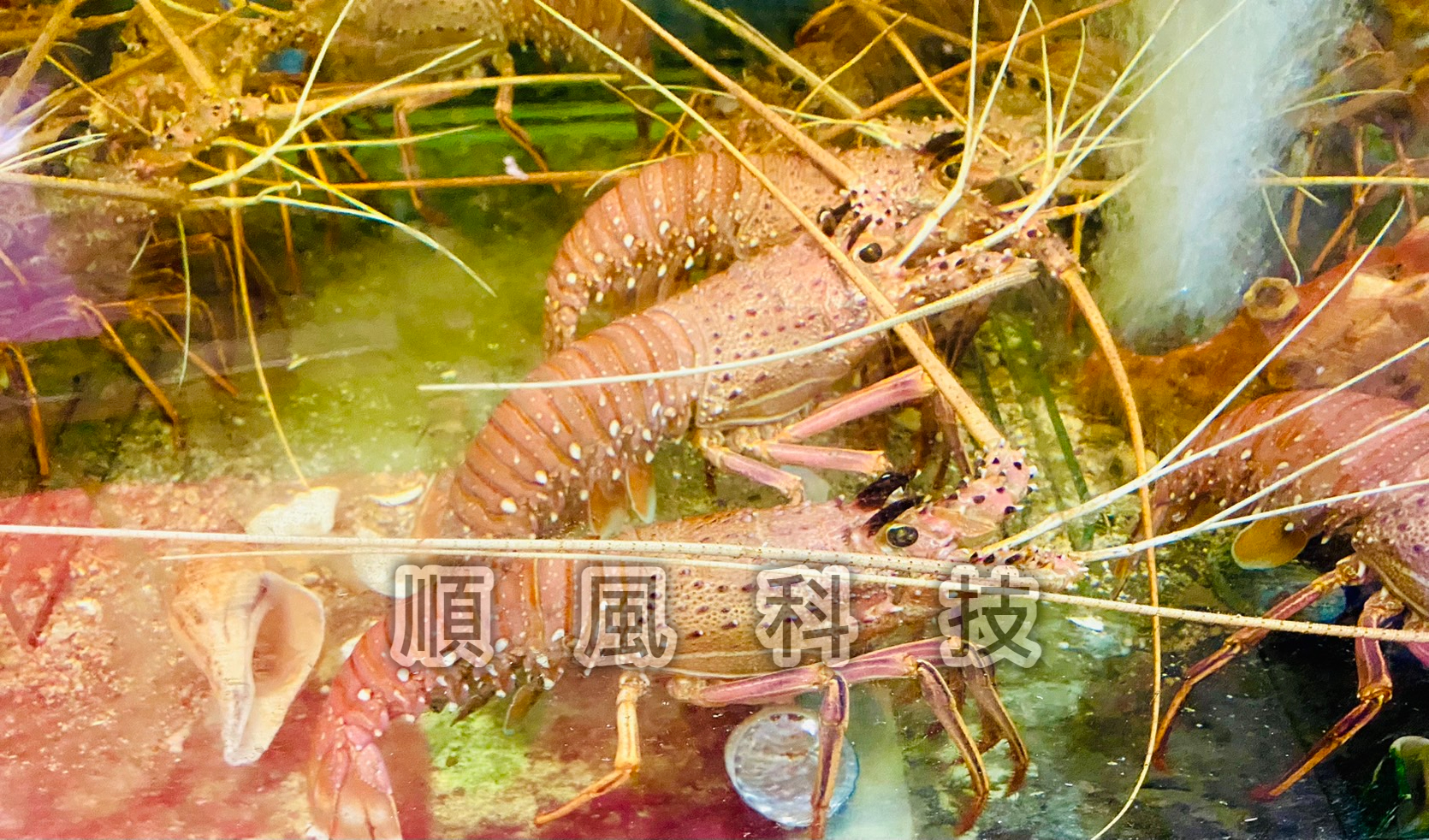 113年公司尾牙聚餐的第7張圖片